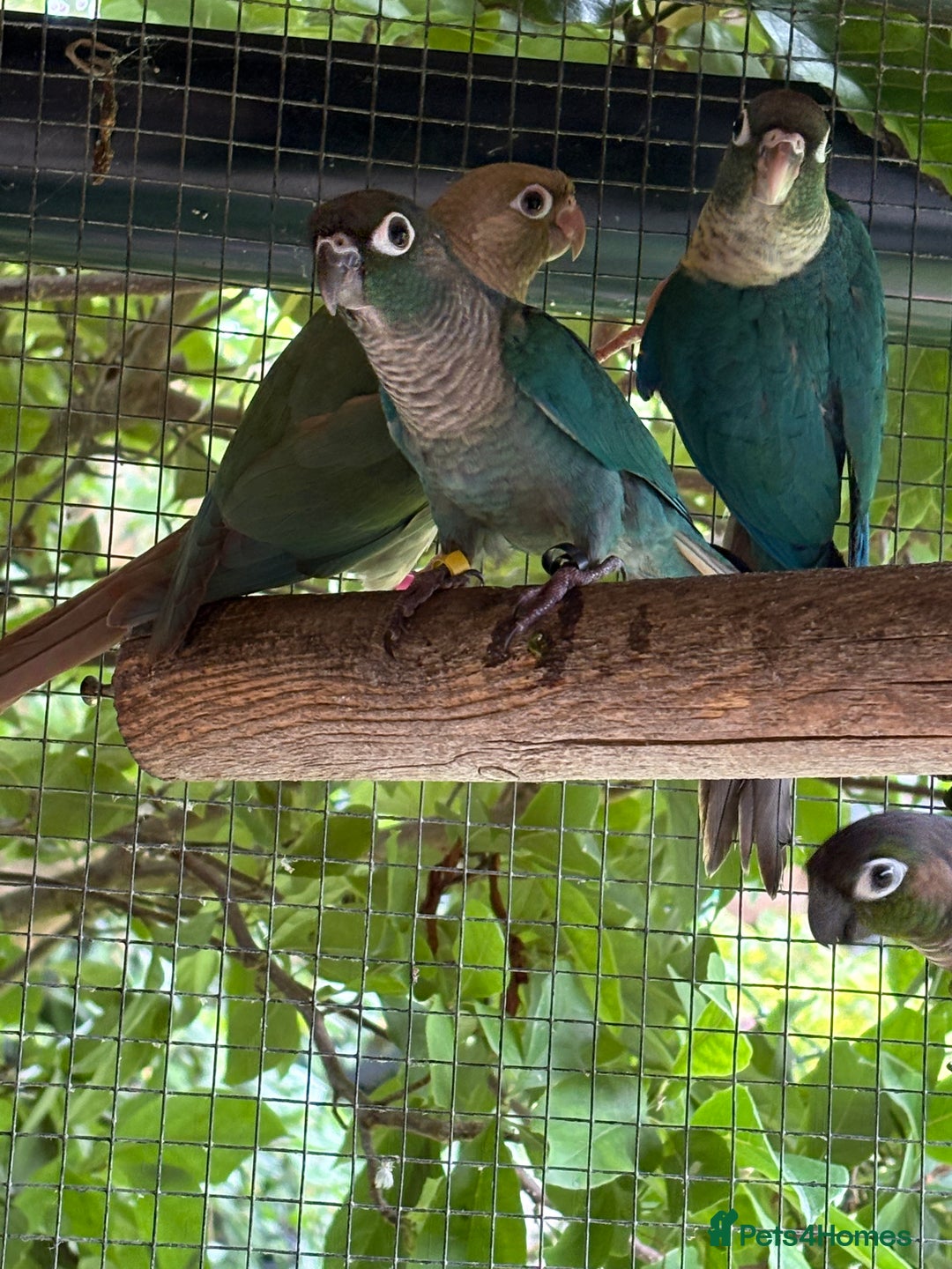Conures birds for sale: Aviary bred baby conures, dna sexed - Image 1