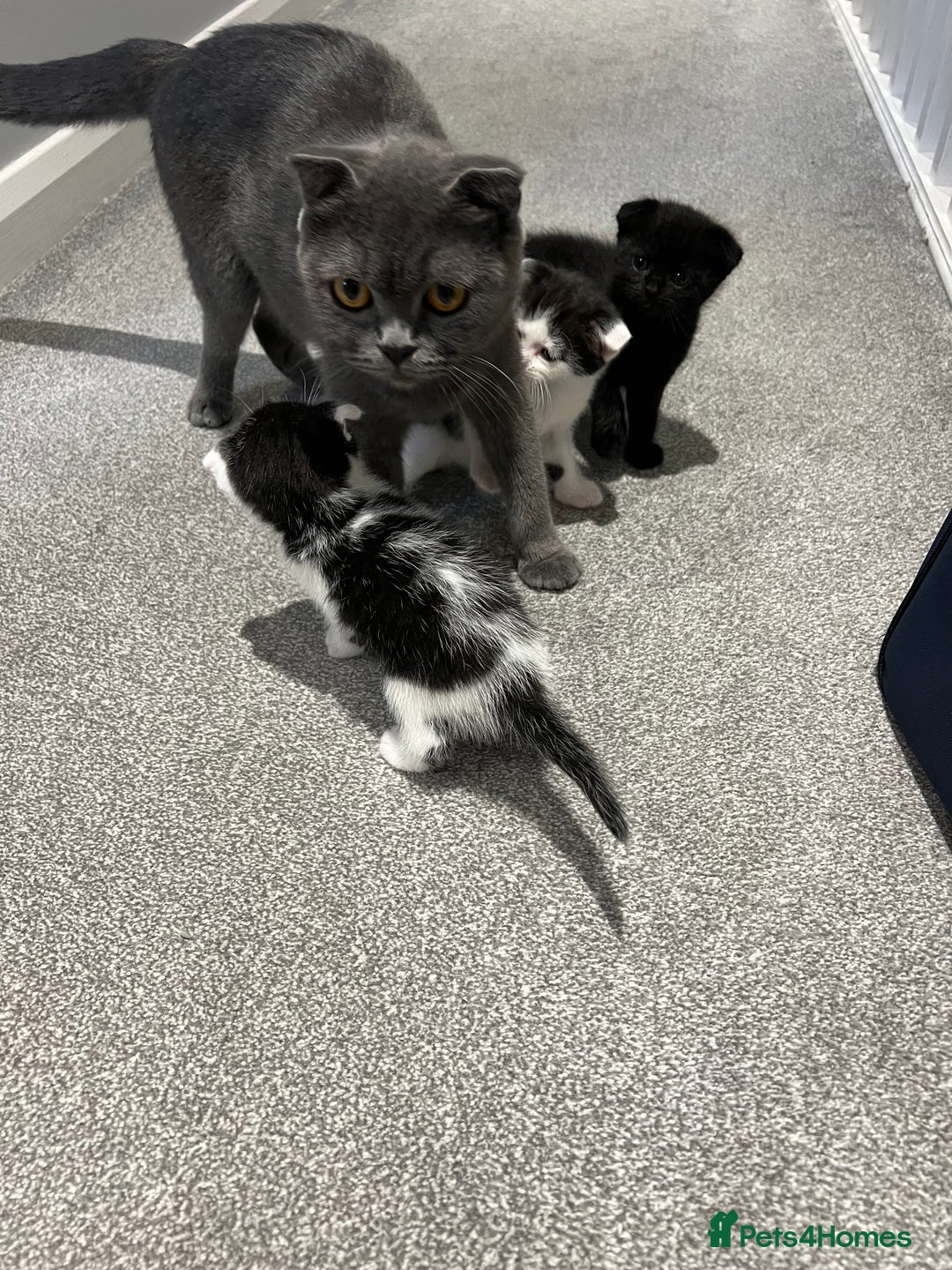 Scottish Fold cats for sale: Scottish fold  - Image 8