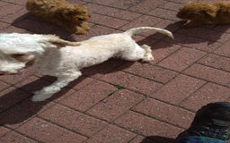 Poodle dogs for sale: Red miniature poodle  - Image 15