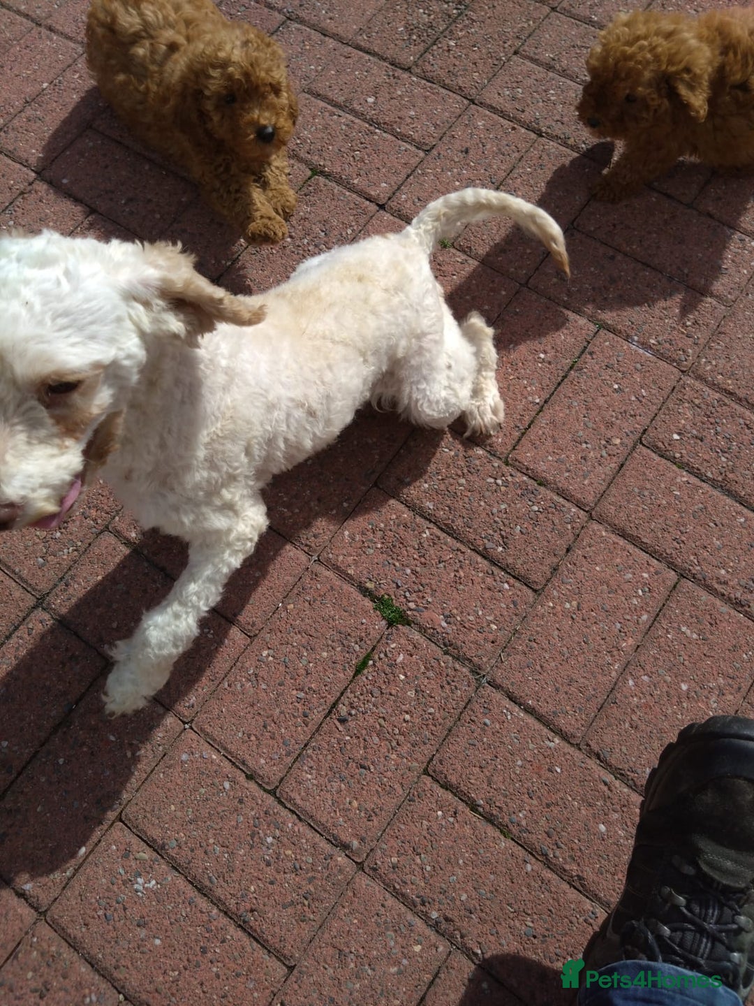 Poodle dogs for sale: Red miniature poodle  - Image 15