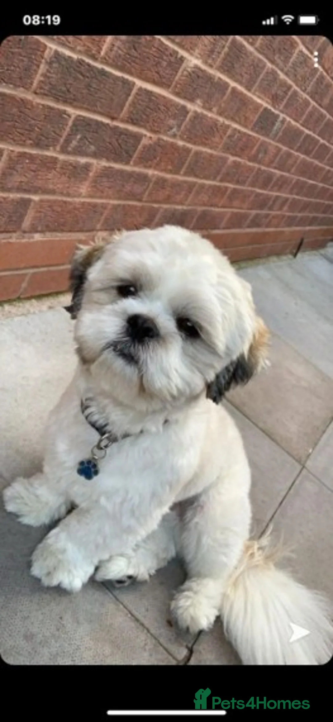 Shih Tzu dogs for stud: Male Full Shih Tzu in Nuneaton - Advert 3