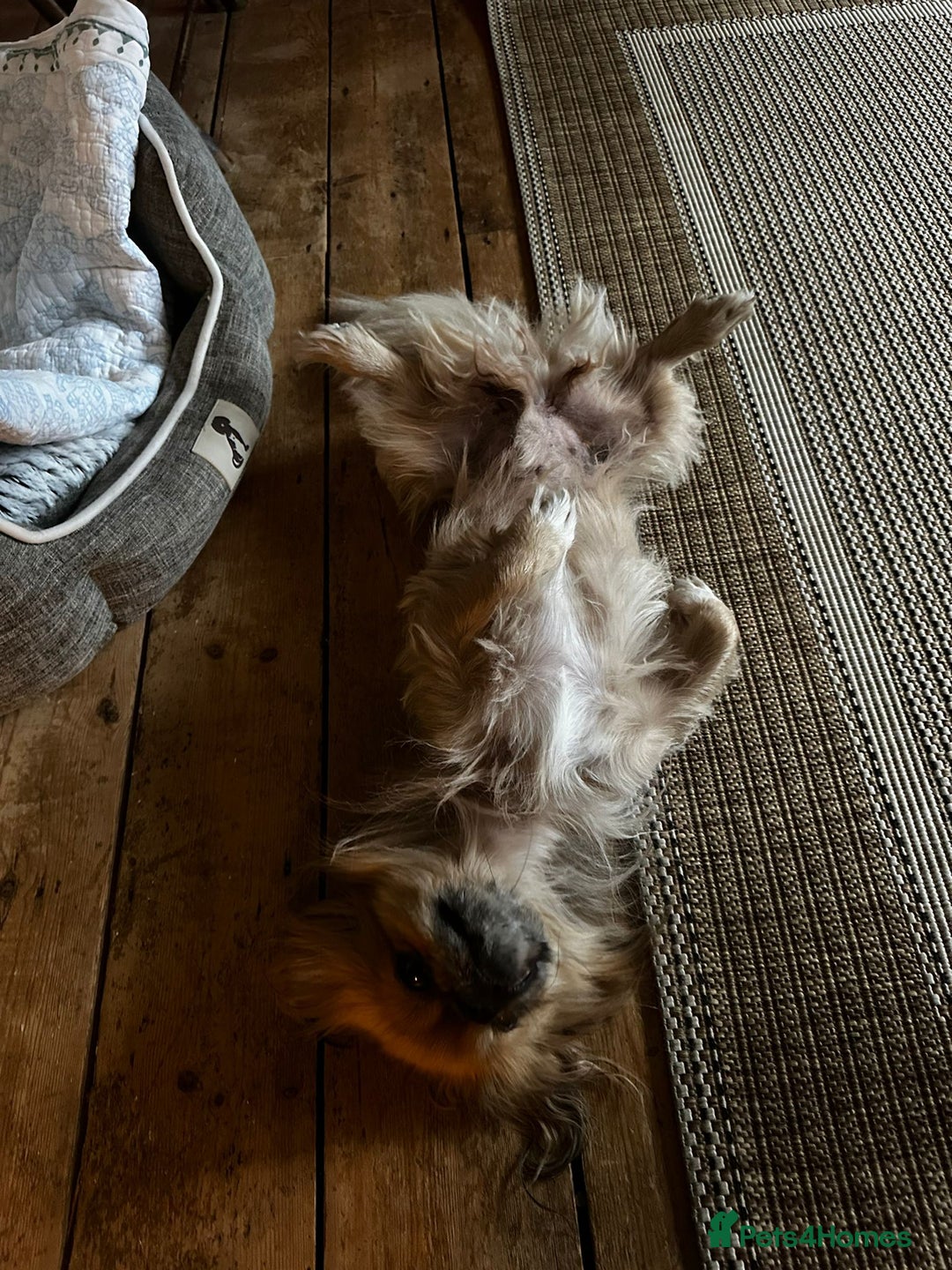 Mixed Breed dogs for adoption: 💙Barry: 9-10-year-old Tibetan Spaniel cross💙 - Advert 4