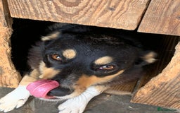 Mixed Breed dogs for adoption: 💖🐶 AZIA 🐶💖 - Image 5