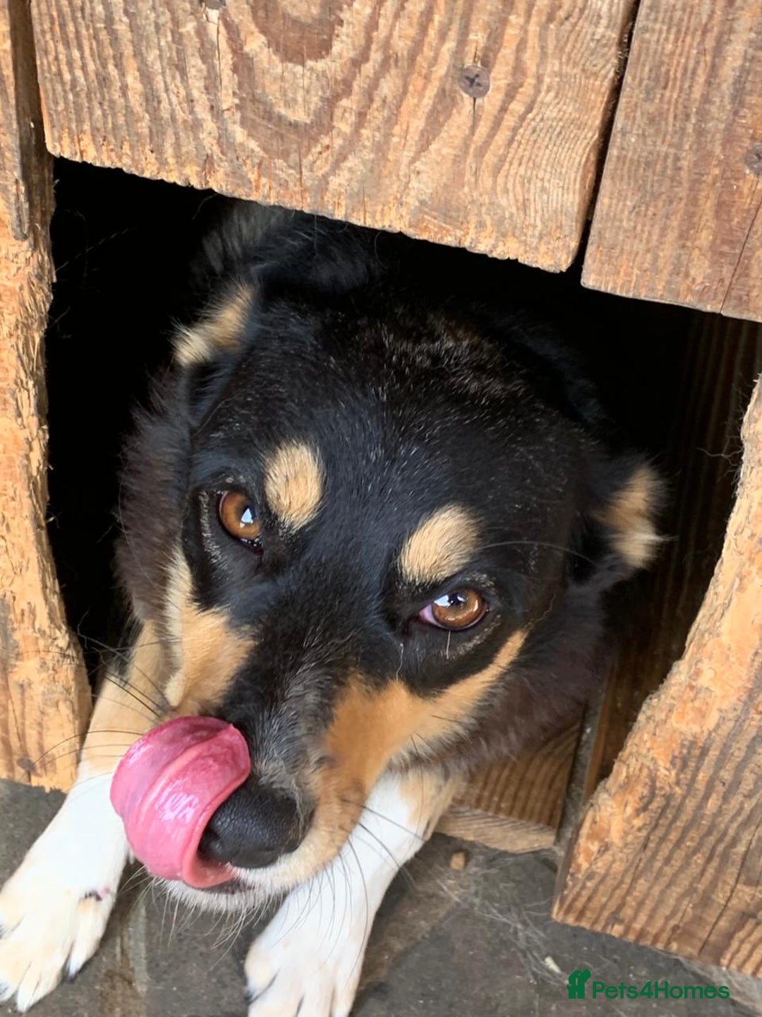 Mixed Breed dogs for adoption: 💖🐶 AZIA 🐶💖 - Image 5