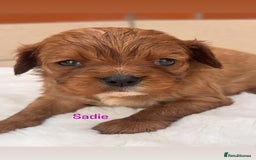 Cavalier King Charles Spaniel dogs for sale: Cavalier King Charles puppies  - Image 7