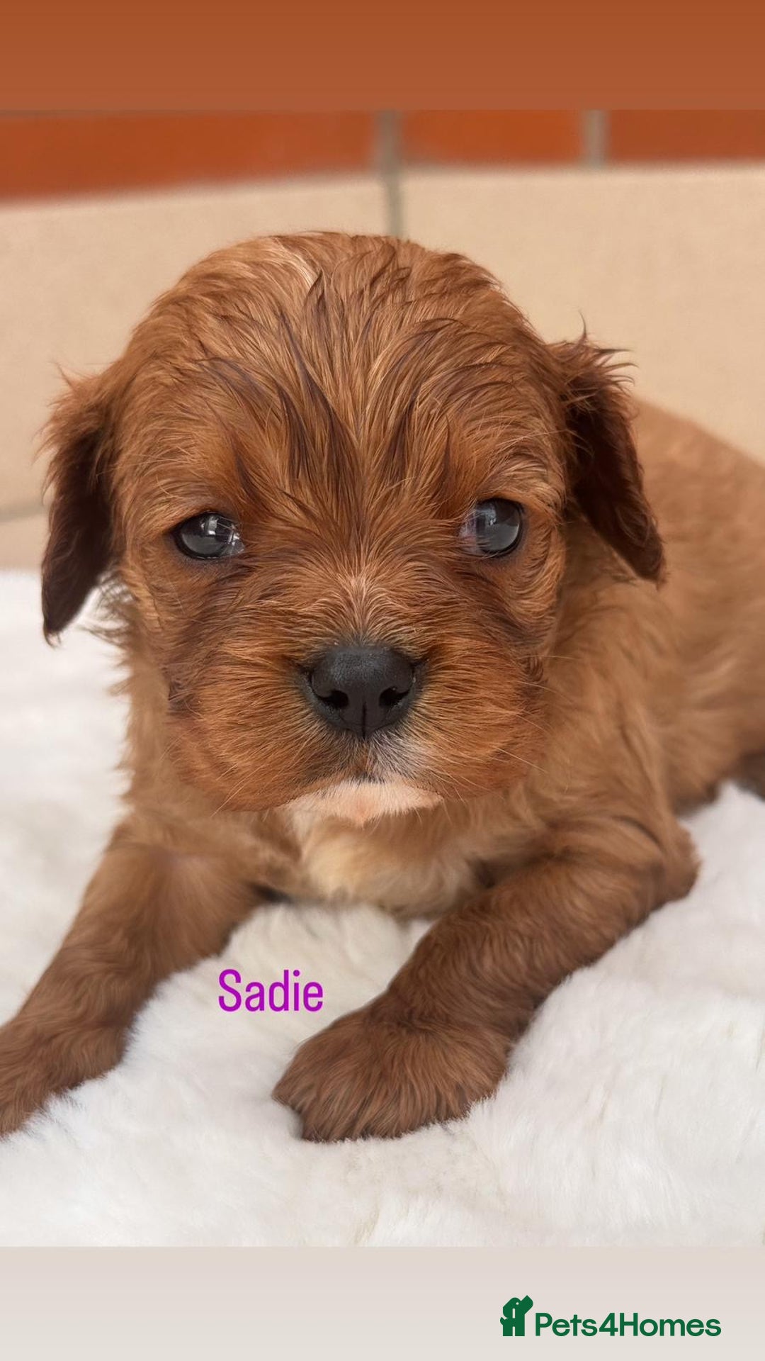 Cavalier King Charles Spaniel dogs for sale: Cavalier King Charles puppies  - Image 7