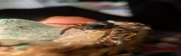 Spiders invertebrates for sale: Gandanameno sp velvet spider babies  - Advert 2