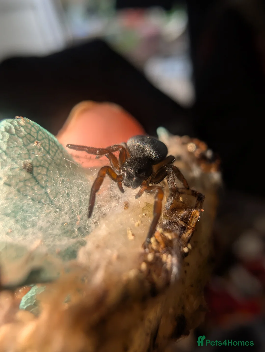 Spiders invertebrates for sale: Gandanameno sp velvet spider babies  - Advert 2