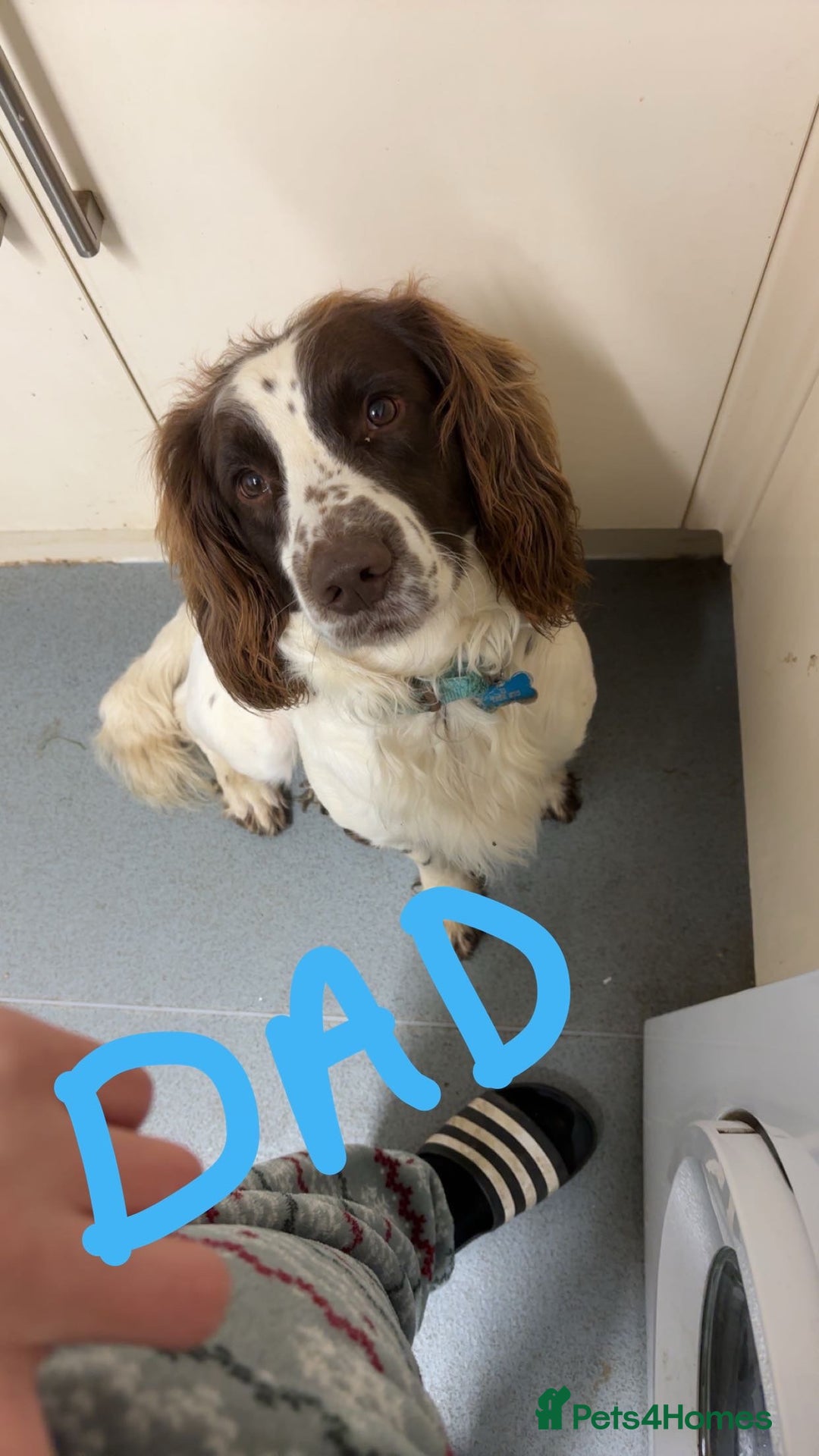 English Springer Spaniel dogs for sale: Springer pups  - Advert 2