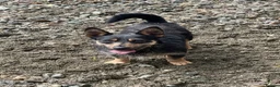 Jack Russell dogs for sale: Beautiful litter of Jack Russel puppies  in Milnthorpe - Advert 2