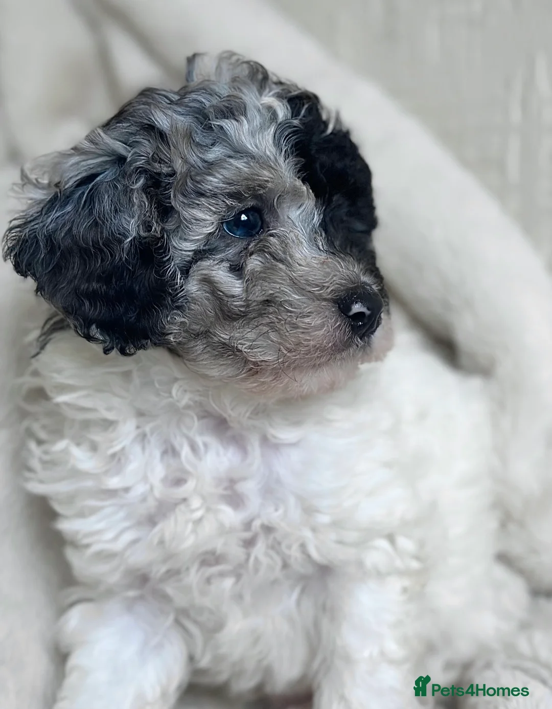 Maltipoo dogs for sale: RARE BLUE MERLE PANDA MALTIPOO PUPPY  - Advert 2