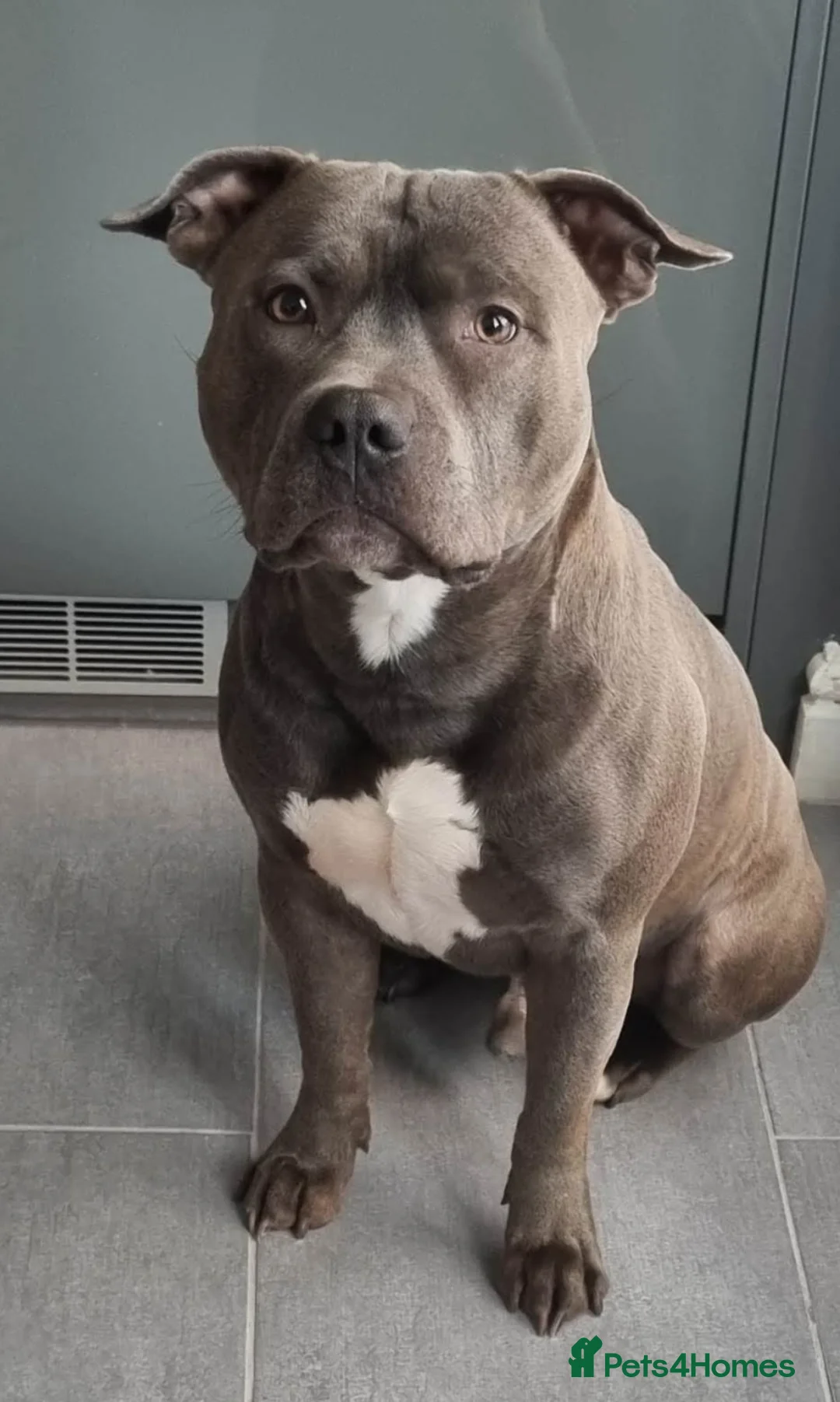 Staffordshire Bull Terrier dogs for stud: Proven Beautiful Blue Staff Stud in Walsall - Advert 6