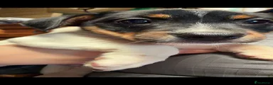 Jack Russell 1