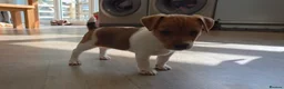 Jack Russell dogs for sale: Exquisite litter of Jack Russell Pups 🐾  - Advert 6