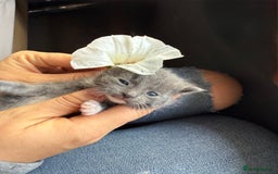 Mixed Breed cats for sale: Kittens  - Image 2