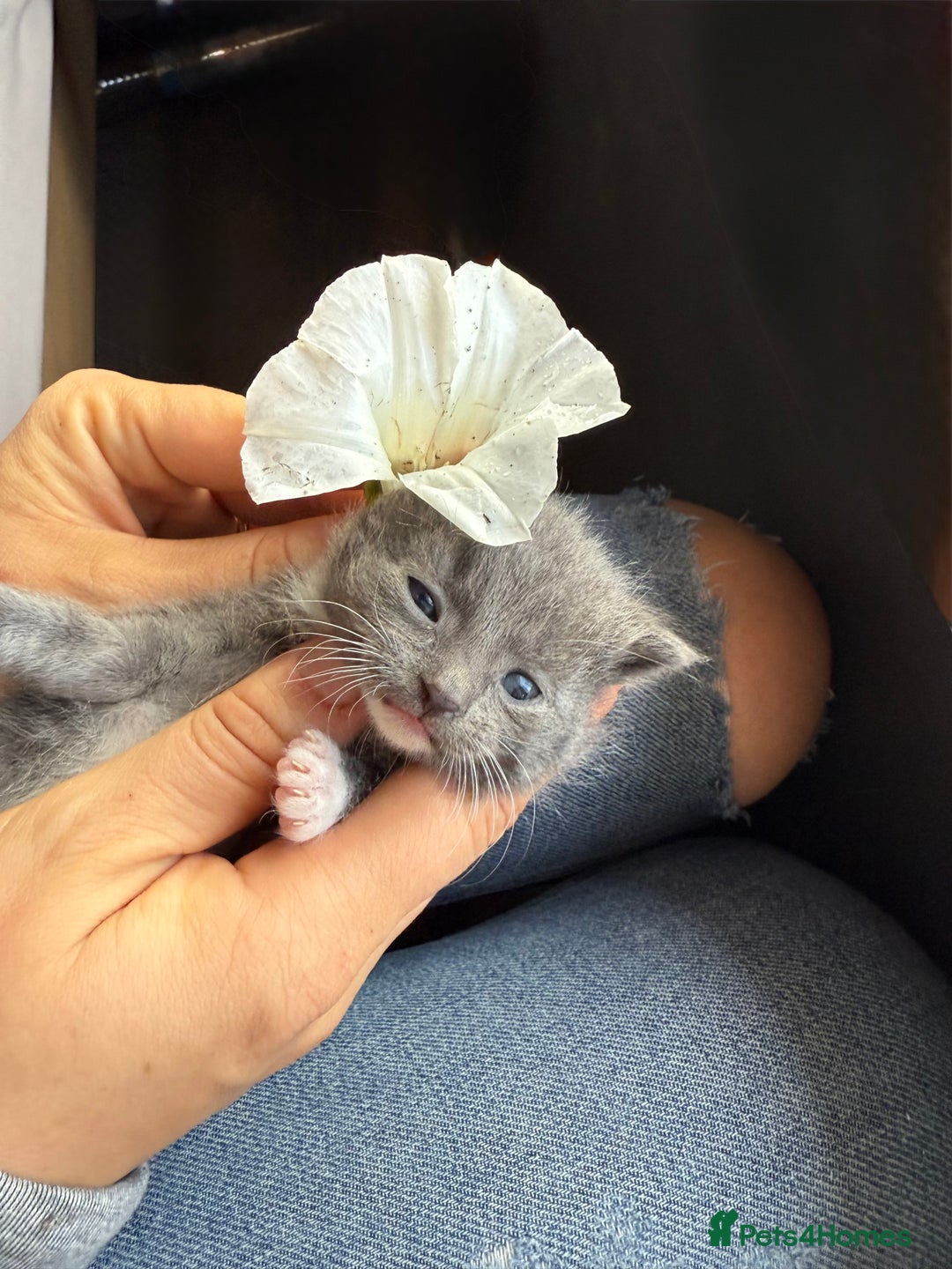 Mixed Breed cats for sale: Kittens  - Image 2