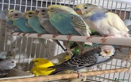 Budgerigars birds for sale: Budgies for sale Birmingham  - Image 13