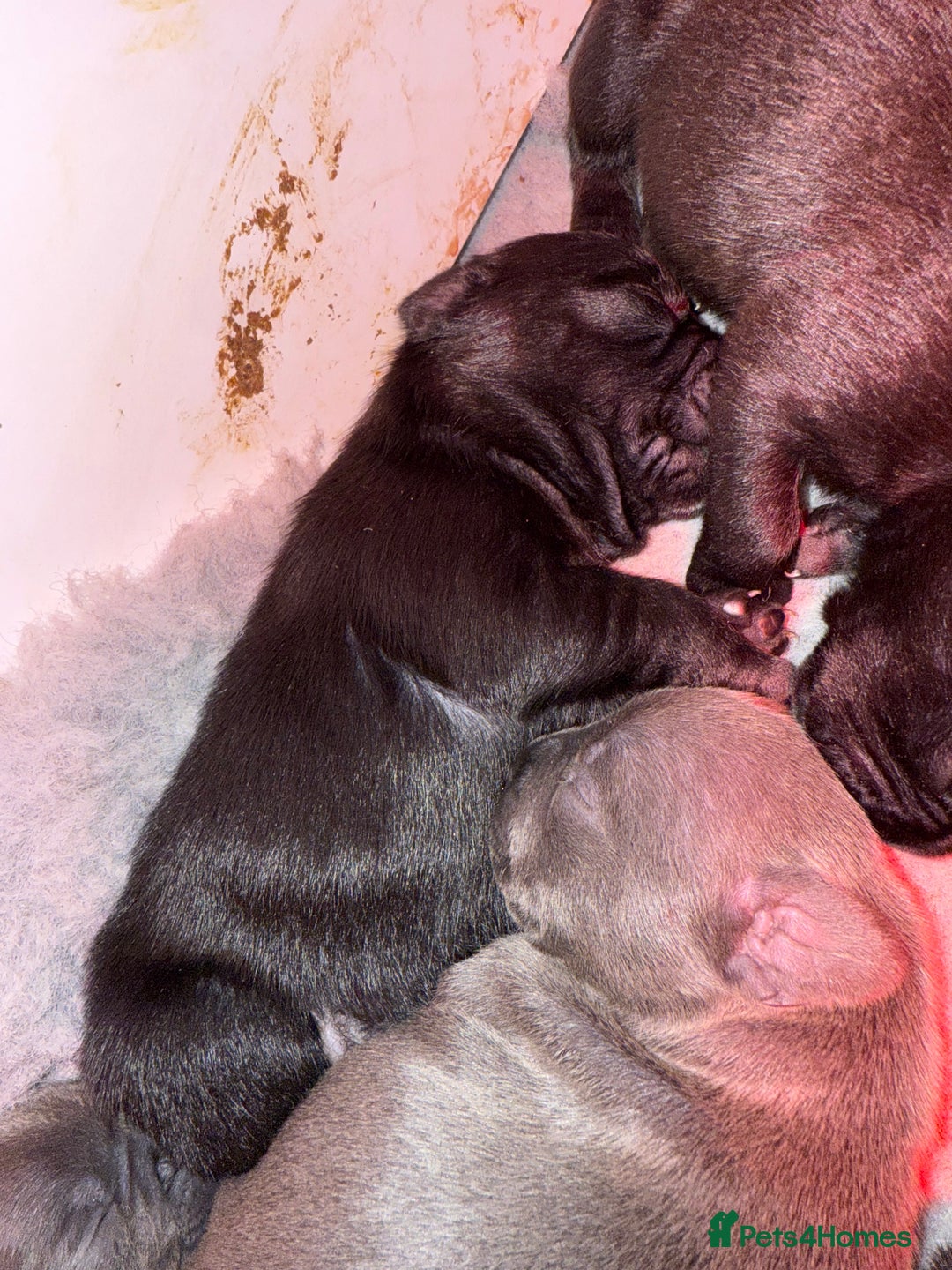 Mixed Breed dogs for sale: French bulldog x Staff  - Advert 7