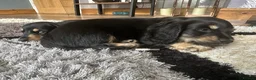Miniature Dachshund dogs for sale: Miniature Dachsund puppies - Advert 8