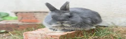 Angora rabbits for sale: ⭐️ Baby Netherland looking for new home ⭐️ - Advert 6