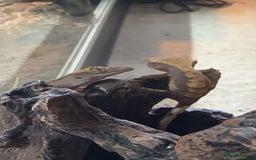 Gecko reptiles for sale: Young Crested Geckos - Image 3