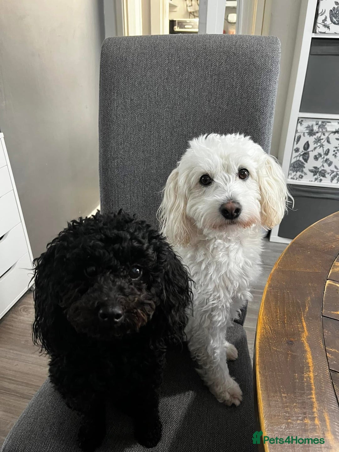 Mixed Breed dogs for sale: Cotonoodle pups  - Image 9
