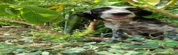 English Setter dogs for adoption: LACIE - Advert 2