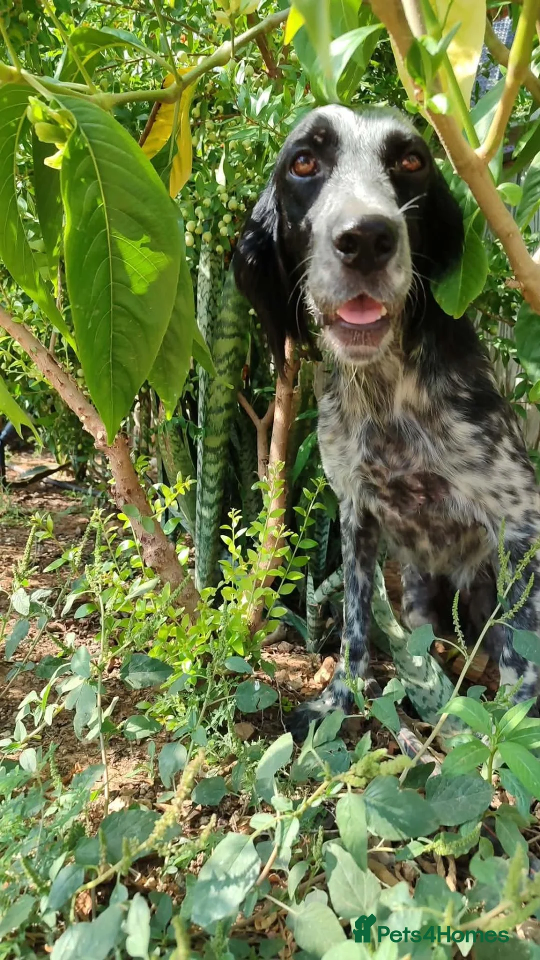 English Setter dogs for adoption: LACIE - Advert 2