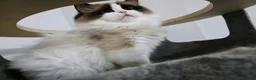 Ragdoll cats for sale: 4 European babies. Champion lines. Tica registered - Advert 17