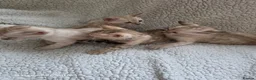 Bengal cats for sale: 4 beautiful pure snow bengal kitten - Advert 3