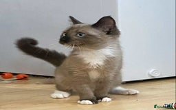 Mixed Breed cats for sale: Stunning munchkin girl available now - Image 6