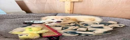 German Shepherd dogs for sale: Straight Back White German Shepherd Pups 🐶 🐕  - Advert 34