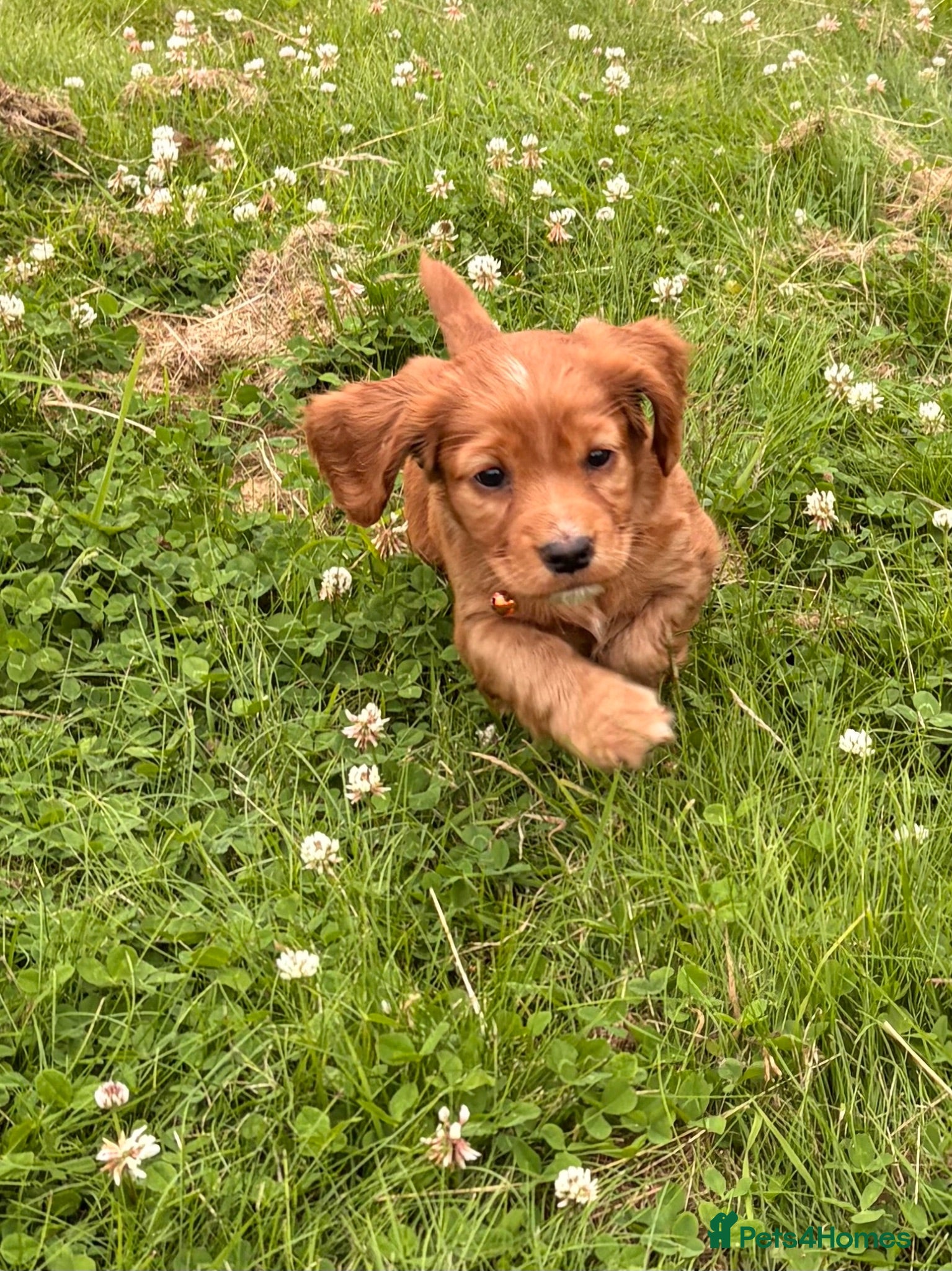 Cocker Spaniel dogs 7 cocker spaniel pups  - Advert 1