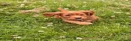 Cocker Spaniel dogs for sale: 2 boys ready now  - Advert 8