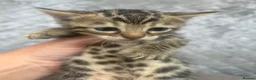 Bengal cats for sale: Gorgeous litter of TICA registered bengal kittens  - Advert 11