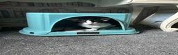 Oriental cats for sale: Bicolour male kitten - Advert 5