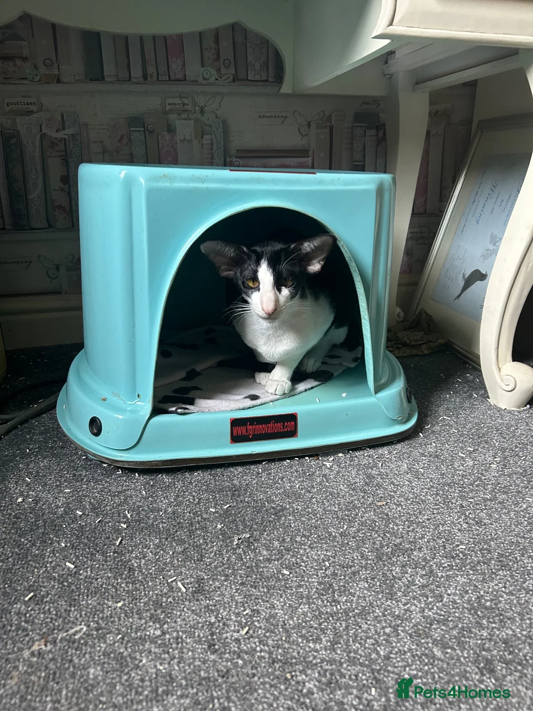 Oriental cats for sale: Bicolour male kitten - Advert 5