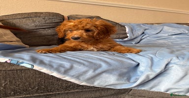 Cockapoo dogs - Advert 5