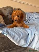 Cockapoo dogs - Advert 5