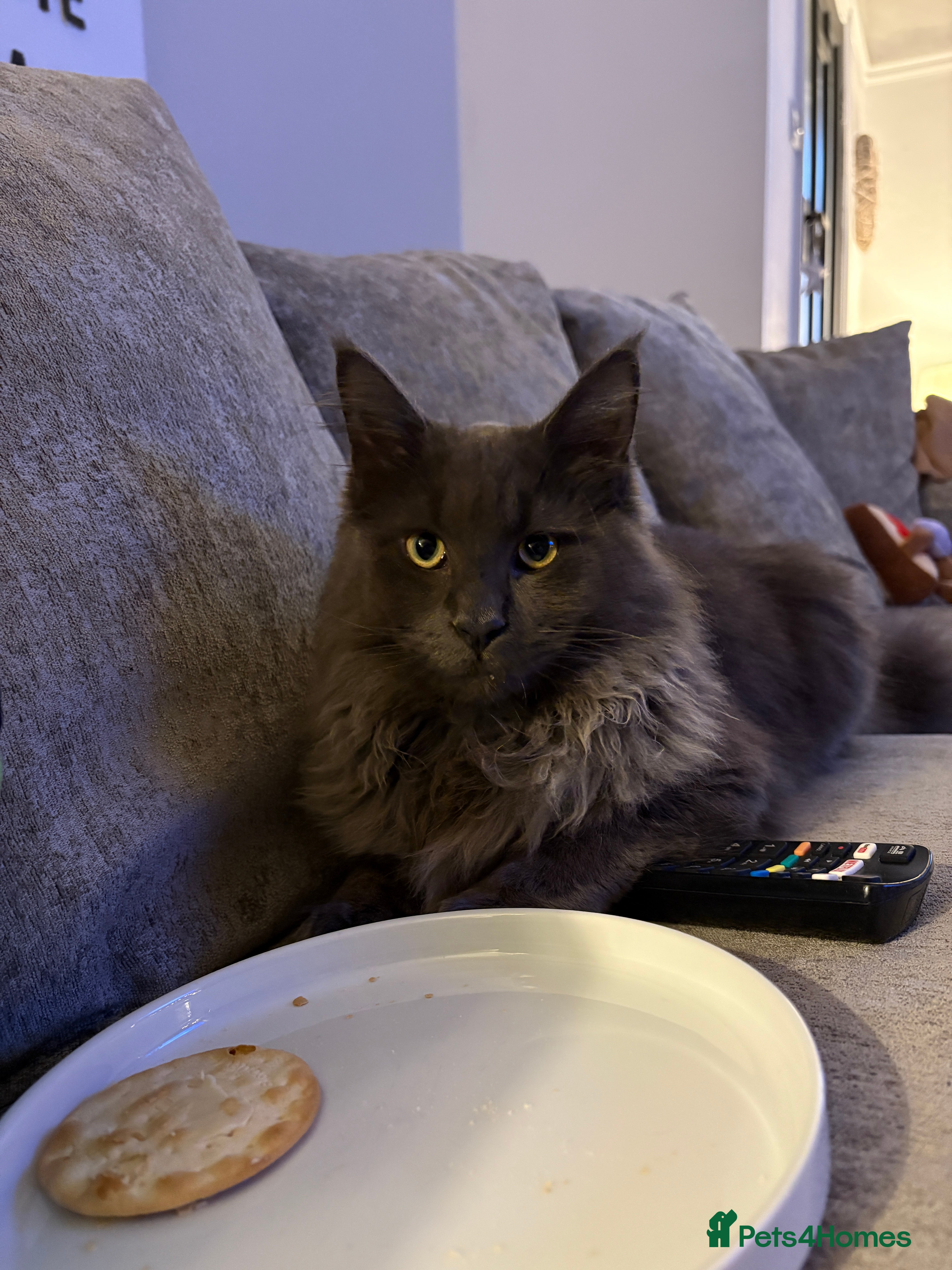 Maine Coon cats 🐾 Exceptional Blue Smoke Maine Coon Available 🐾 - Advert 15