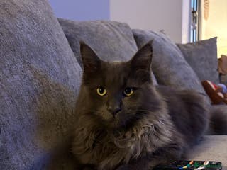 Maine Coon cats 🐾 Exceptional Blue Smoke Maine Coon Available 🐾 - Advert 15