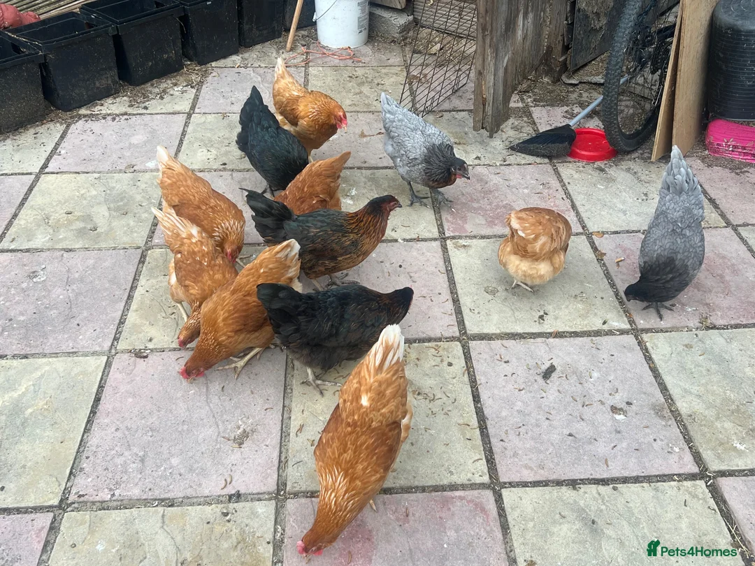 Chickens poultry for sale: Feeds, hatching eggs , chicks , growers and layers - Advert 12