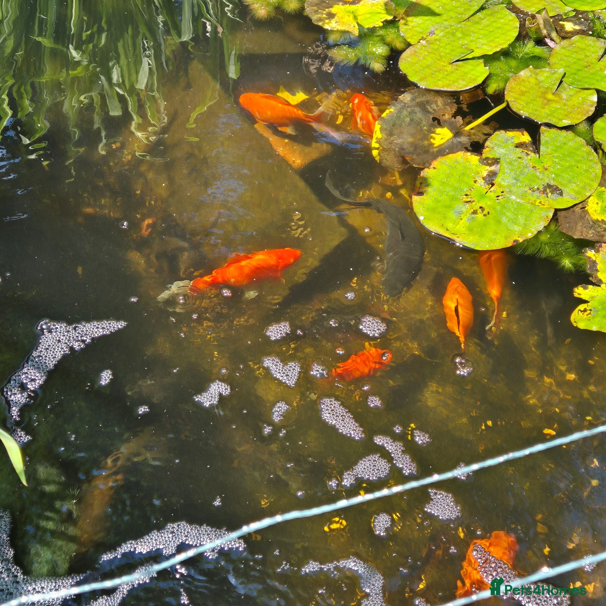 Goldfish fish Pond Goldfish  - Advert 1
