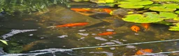 Goldfish fish for sale: Pond Goldfish  - Advert 1