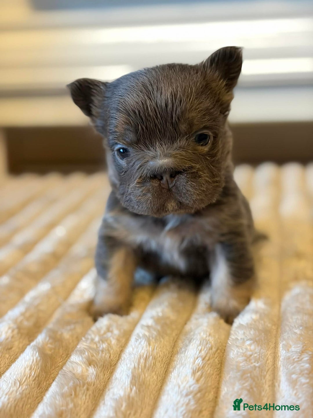 French Bulldog dogs for sale: 5 AMAZING QUALITY FRENCH BULLDOG PUPS  - Advert 2