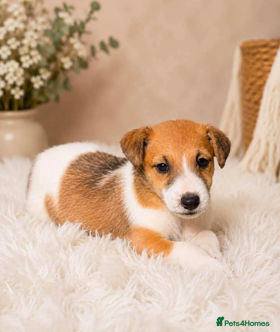 Jack Russell dogs for sale: Jack russel puppies in Crook - Advert 2