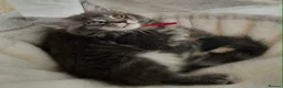 Maine Coon cats for sale: Gorgeous Maine Coon kittens - Advert 15