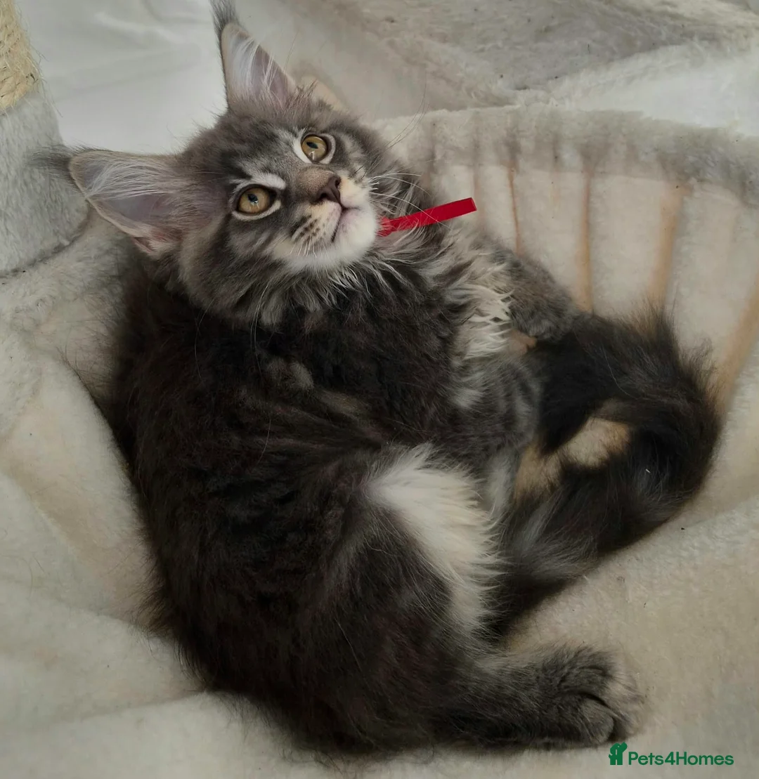 Maine Coon cats for sale: Gorgeous Maine Coon kittens - Advert 15