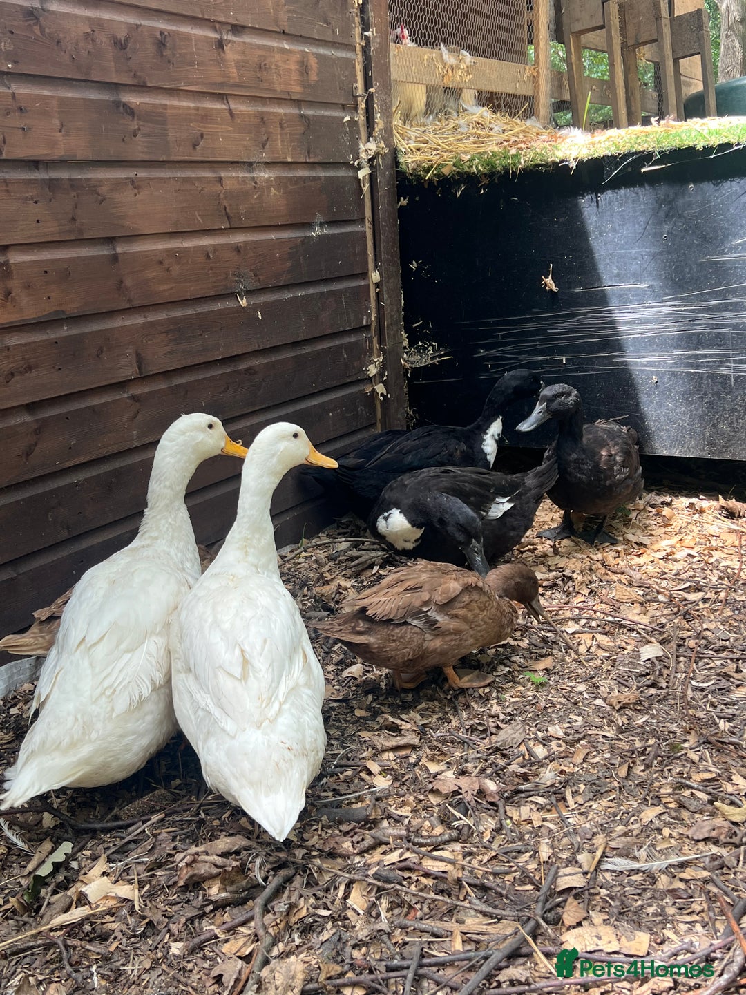 Ducks poultry for sale: 🦆 9 Ducks for Sale – 6 Females, 3 Males - Image 4
