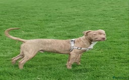 Staffordshire Bull Terrier dogs for sale: Staffordshire bull terrier for rehoming  - Image 2